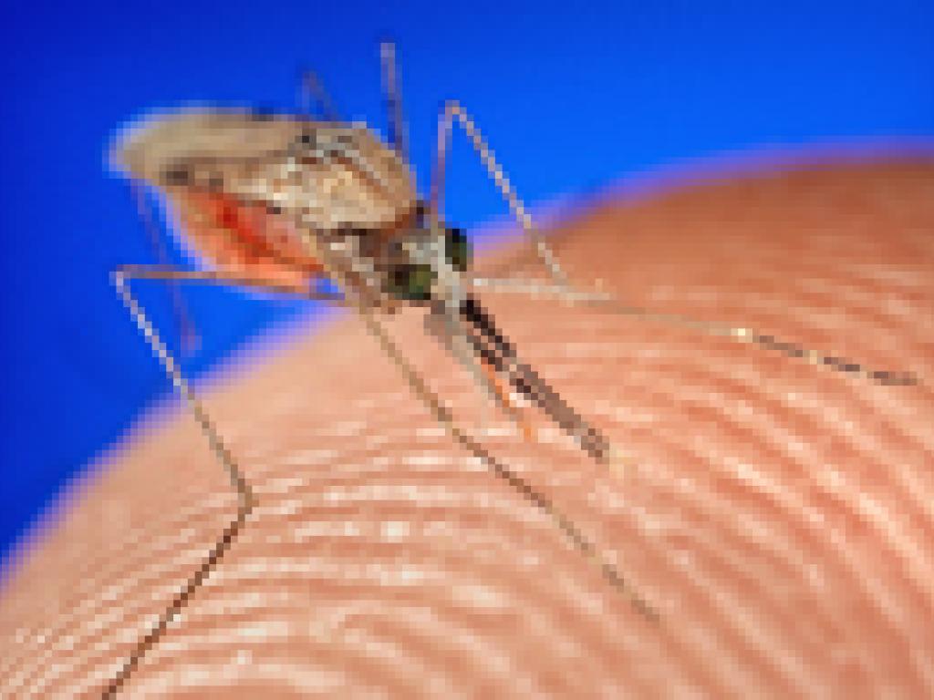 Anopheles gambiae obtaining a blood meal from a human host. Photo Jim Gathany via Flickr. Anopheles gambiae obtaining a blood meal from a human host. Photo Jim Gathany via Flickr.